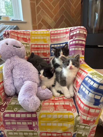 Cute little baby boy/girl looking for forever loving home