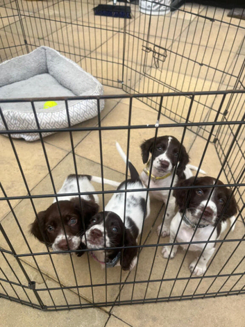 English Springer spaniel for sale