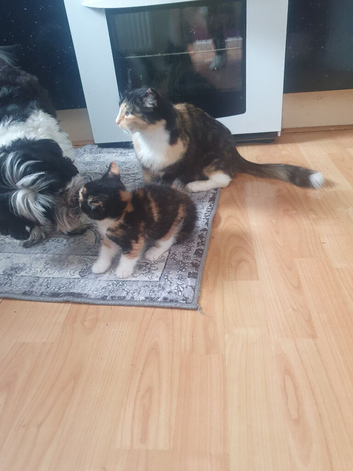Female Manx long hair and tail