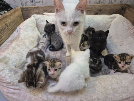 8 beautiful kittens looking for their forever homes