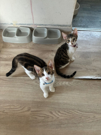 Binkx and koda