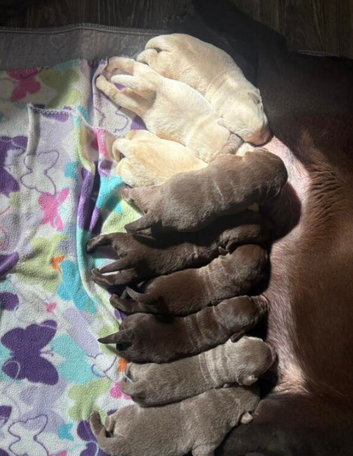 Adorable Labrador Retriever Puppies &ndash; Ready for Their Forever Family .