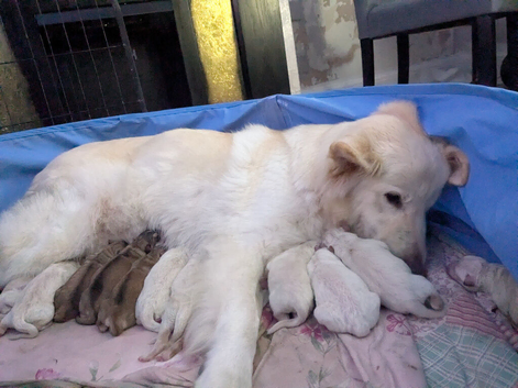 Puppy's available