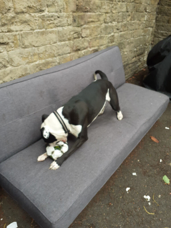For sale 1 year old female long legged bull terrier