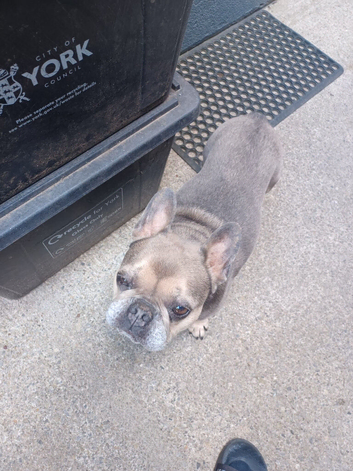 French bulldog