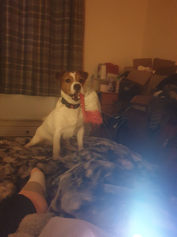 Jack Russell 8 month old