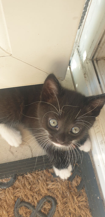 Kittens wanting good home loving and friendly
