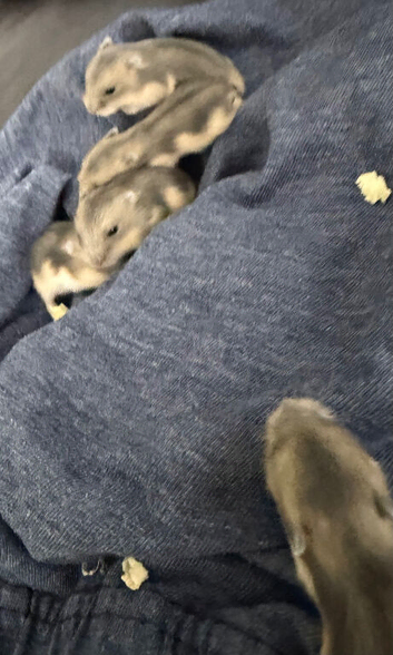 Russian dwaf hamster