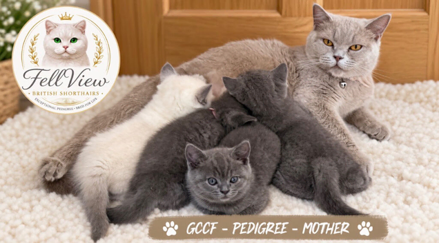 Stunning GCCF BSH Kittens Ready Now
