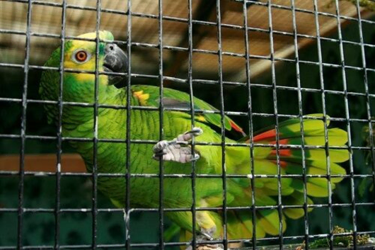 Breeding bonded pair of blue fronted amazons