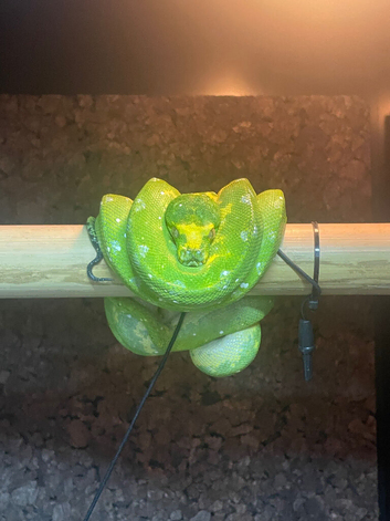 Female Biak Green Tree Python