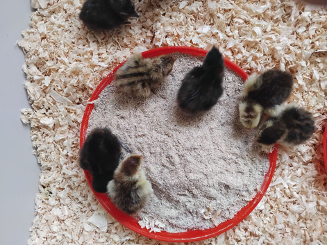 Quail