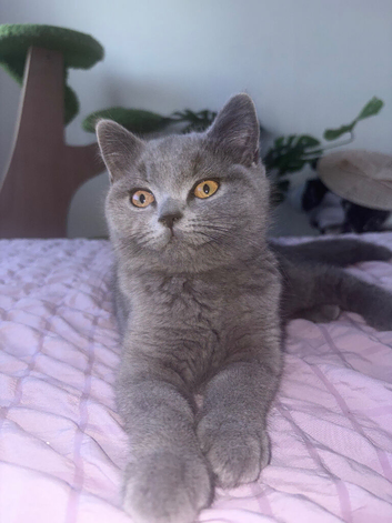 Two Bsh little girls one grey one grey/cream