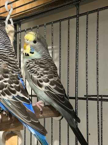 3-4 month oldGrey budgie for sale