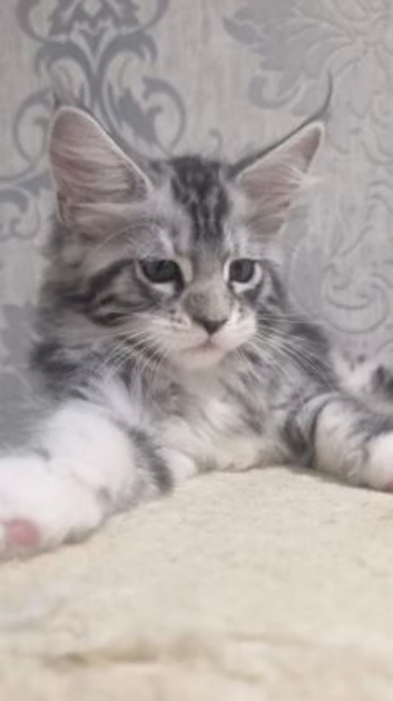 Russian Line Maine Coon Kittens looking for lovely home