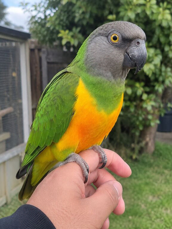 Super tame Senegal
