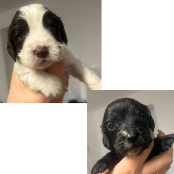Cocker spaniel puppies