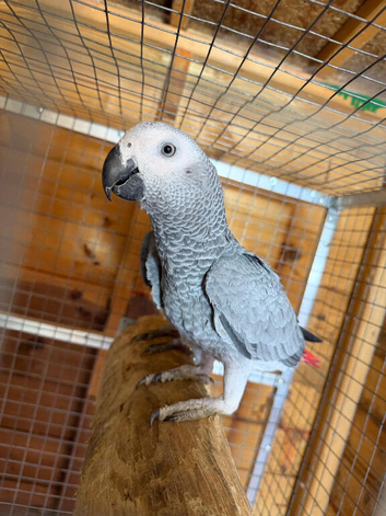 African Grey Young Parrots - Hens