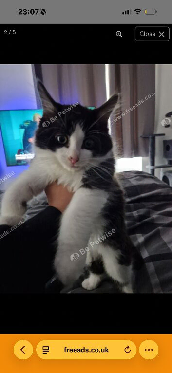 12 week old Mainecoon x