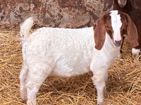 Castrated Boer kid