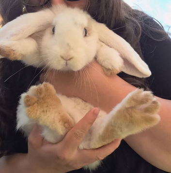 Two male french lop giants
