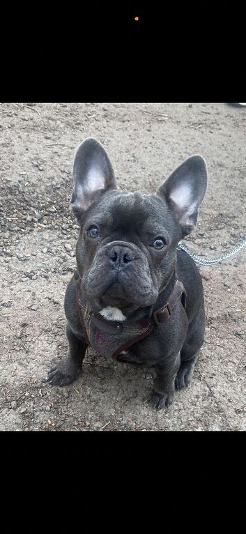 French bulldog male