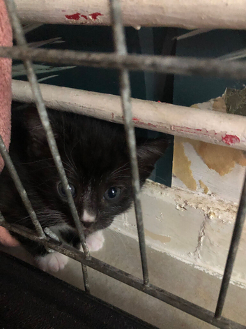 Kitten black white little grey