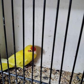 Female Buttercup Kakariki