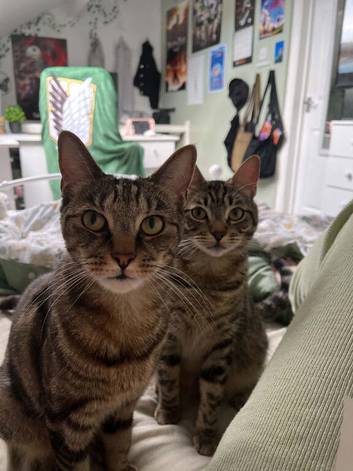 Cats for rehome
