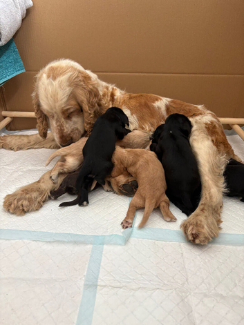Show cocker spaniels