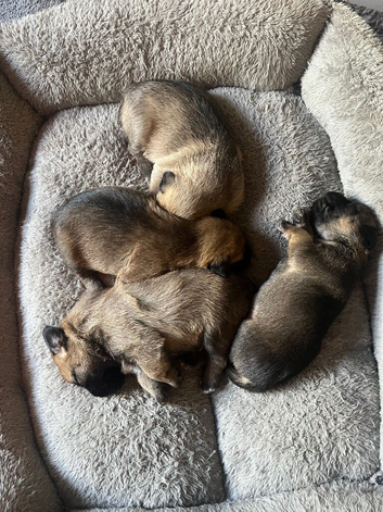 4 Healthy Border Terrier puppies