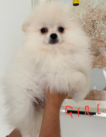 SNOW WIHTE POMERANIAN FOR SALE