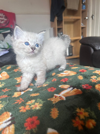 FEMALE RAGDOLLS