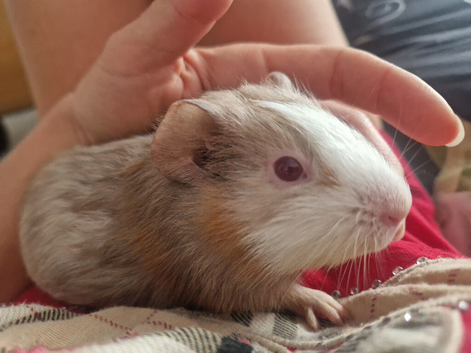 Chip and Dale looking for loving home