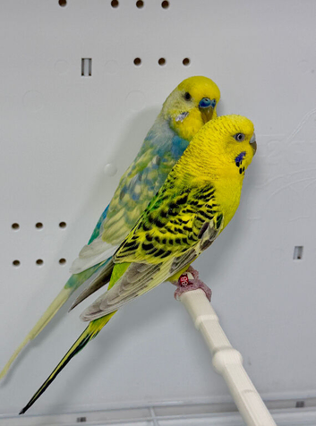 Pair of Budgies For Sale