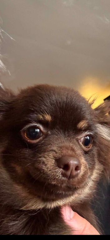 beautiful chocolate long coat female chihuahua