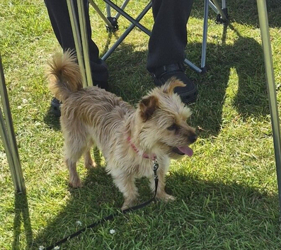 Wanted... yorkie stud dog.