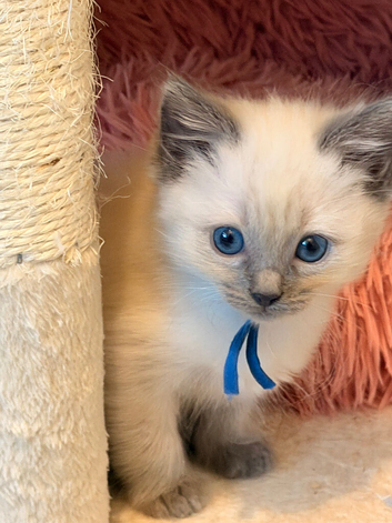 Beautiful pure breed Ragdoll kittens