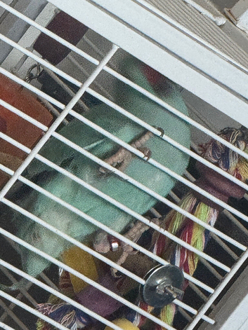 Blue baby