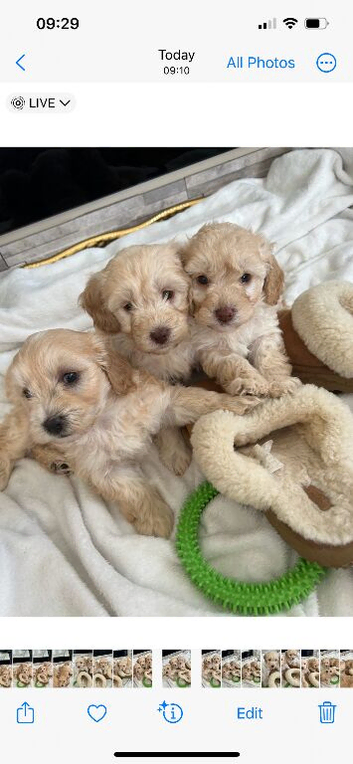 Beautiful fb1 cockerpoo puppies