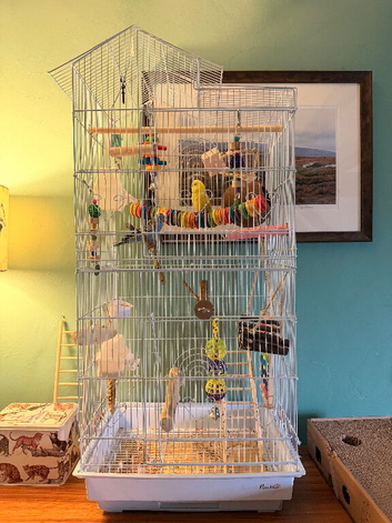 Pair of tame budgies