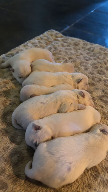 West Highland terrier puppies for sale!
