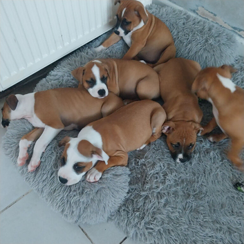 Red fox colour staffi puppies