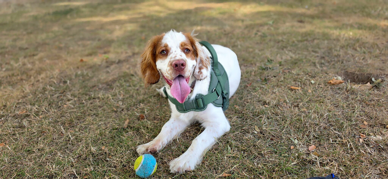 9 month old clumber spaniel