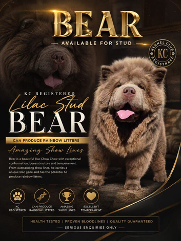 Lilac chow chow stud