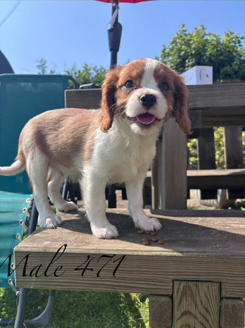Gorgeous Cav Puppies