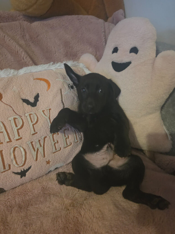Germanshepard x staffy puppies (Ready)
