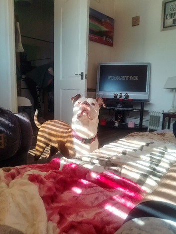Staff cross old English bulldog kyla