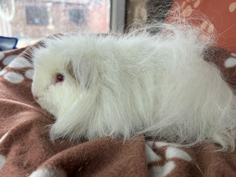 Gorgeous Swiss adult boy guinea pig
