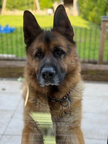 Rocco 3-Year-Old KC Registered German Shepherd